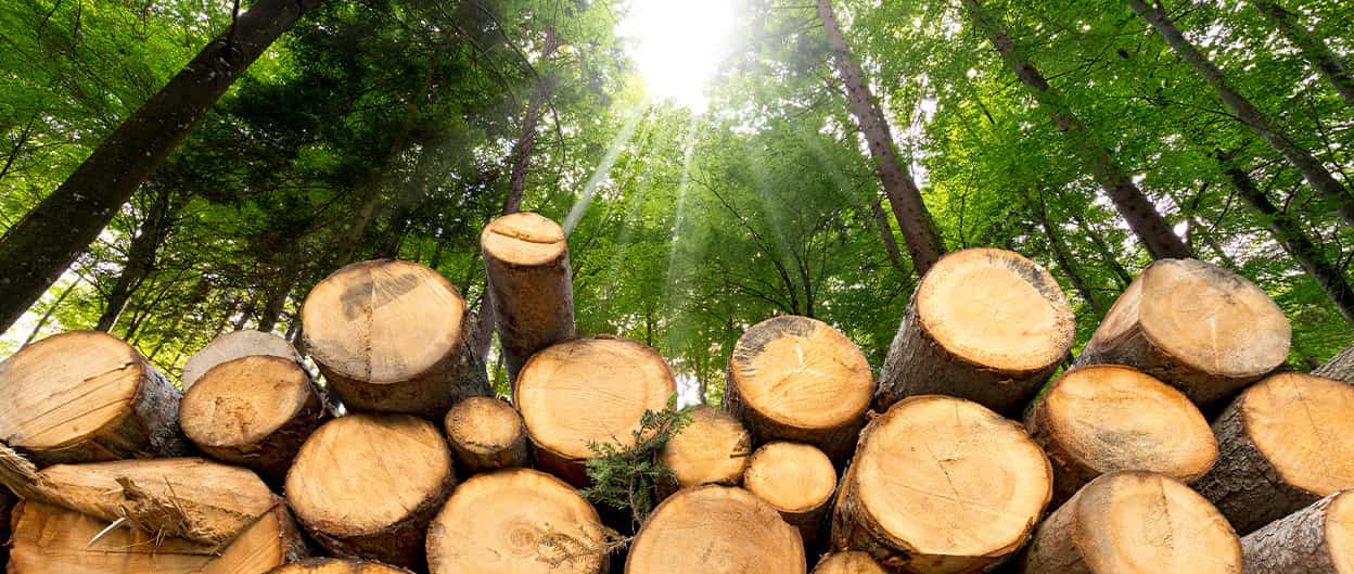 Grande mucchio di tronchi nel bosco